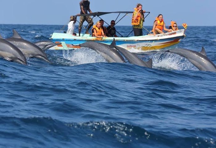 Whale and dolphin watching off the southern coast