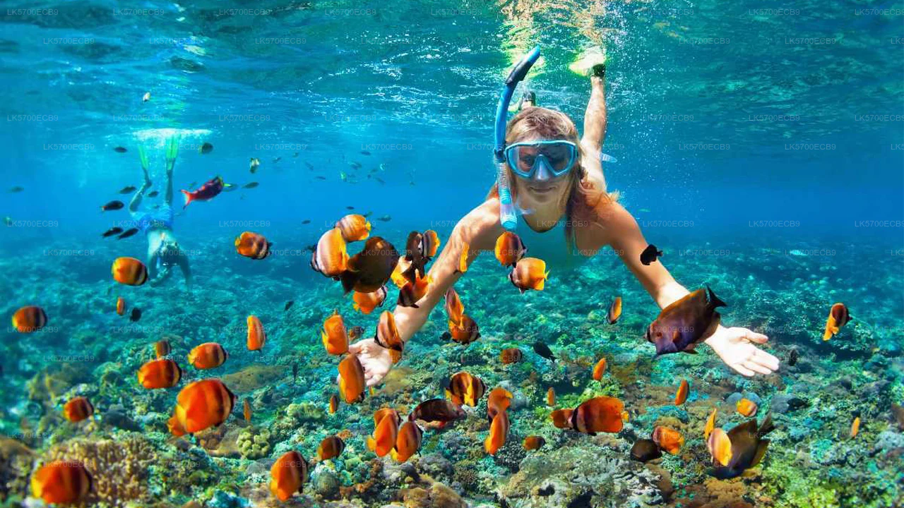 Snorkelling in Unawatuna Bay