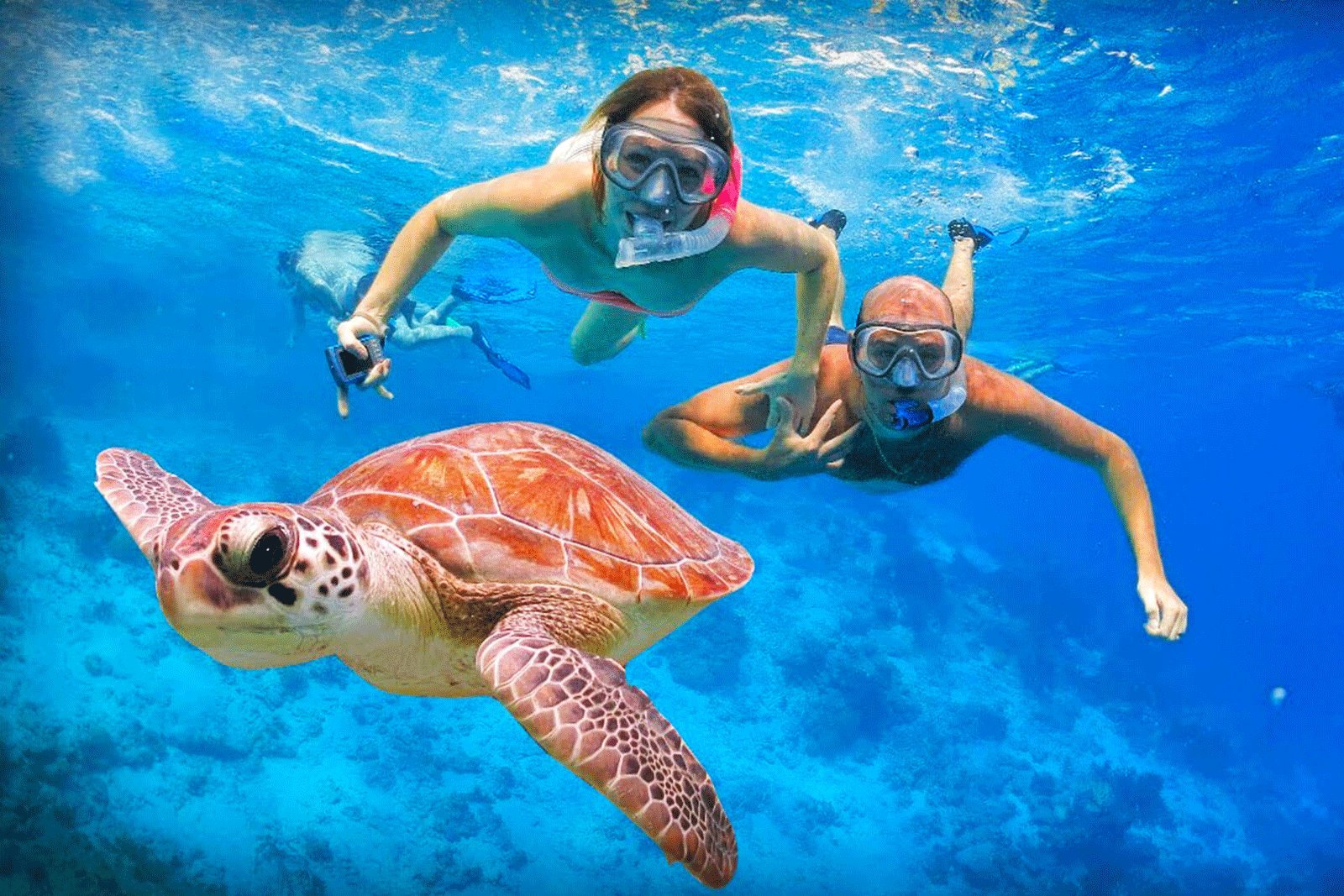 Sea turtle in Unawatuna Bay